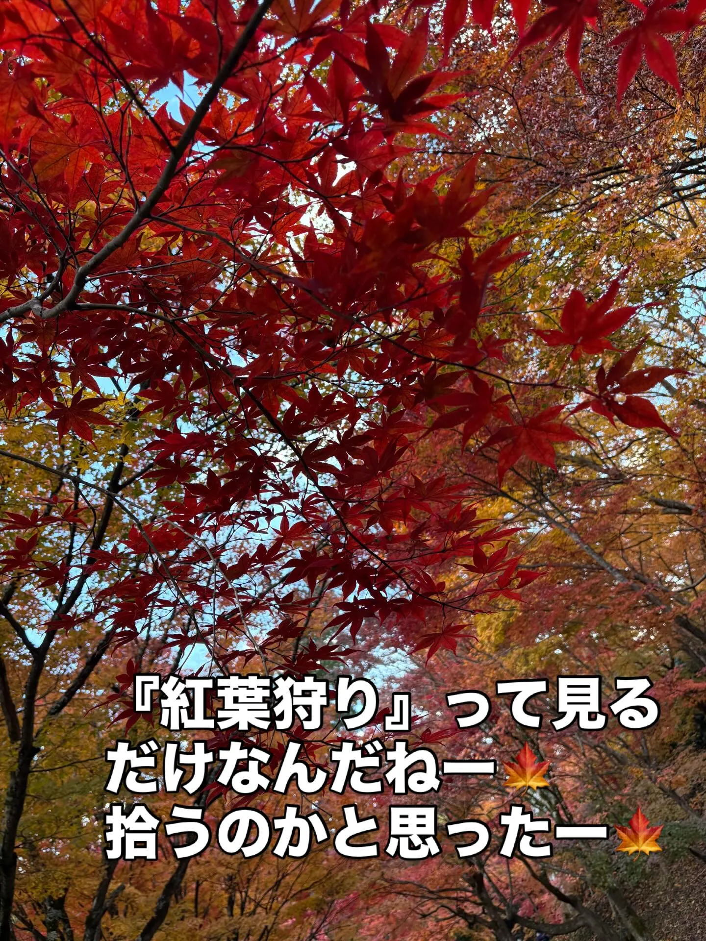 ［紅葉狩り］